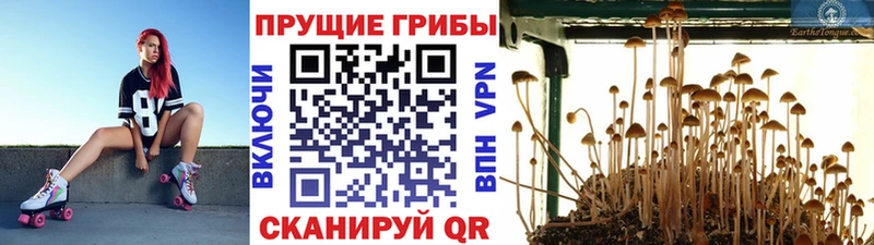 Псилоцибиновые грибы Psilocybe  kraken зеркало  Буйнакск  дарк нет формула  где можно купить наркотик 